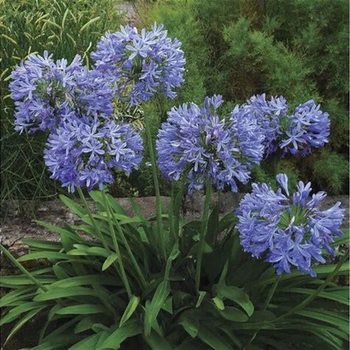 Agapanthus africanus 'Blue' 