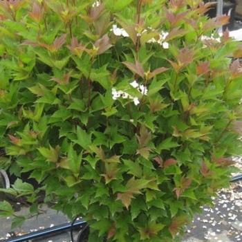 Viburnum trilobum 'Compactum' 