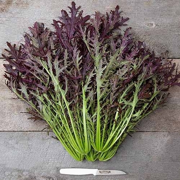 Brassica juncea