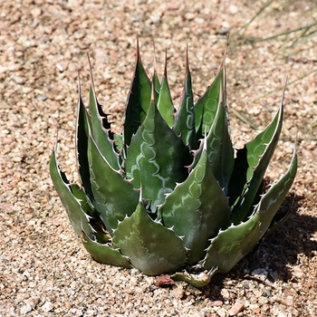 Agave montana 'Baccarat'
