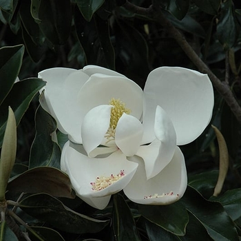 Magnolia grandiflora 'D.D. Blanchard' 