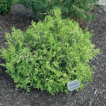 Chamaecyparis pisifera 'Vintage Gold'