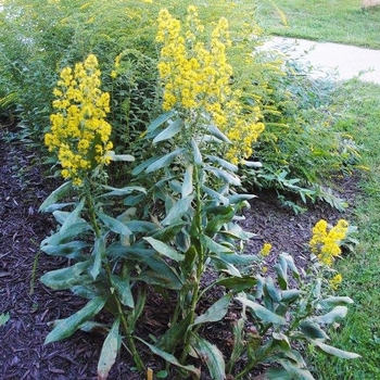 Solidago speciosa