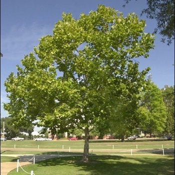 Platanus x acerifolia 'DTR-127' PP28,073