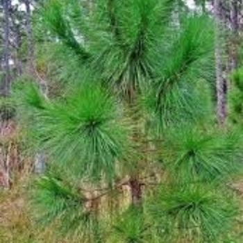 Pinus elliottii