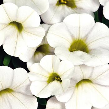 Calibrachoa 