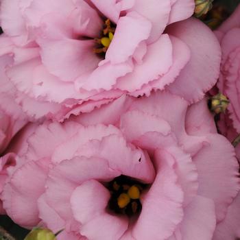 Eustoma grandiflorum ABC™ 1 '' (332084)