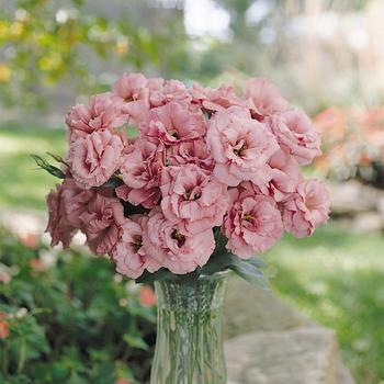 Eustoma grandiflorum