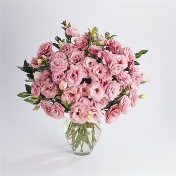Eustoma grandiflorum ABC™ 1 '' (332086)