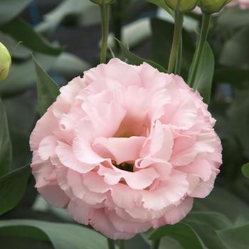 Eustoma grandiflorum Corelli 3 '' (332087)