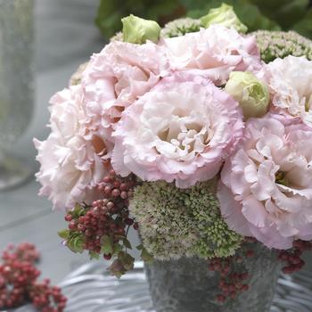 Eustoma grandiflorum