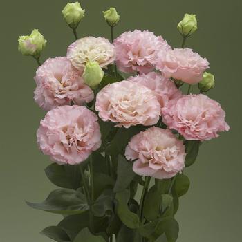 Eustoma grandiflorum Corelli 3 '' (332091)