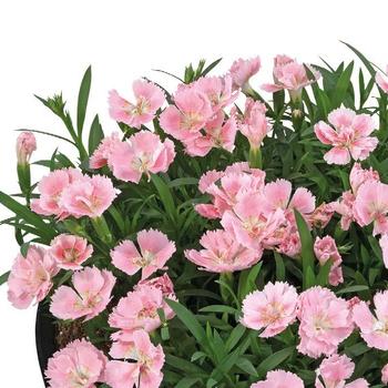 Dianthus Beauties&reg; 'Freya' (332094)
