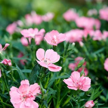 Dianthus Beauties&reg; 'Freya' (332095)