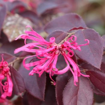 Loropetalum chinense 'Gekkou' PP29320