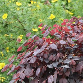 Loropetalum chinense Jazz Hands&trade; 'Velvet' (332100)