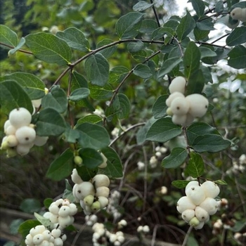 Symphoricarpos albus