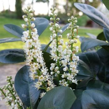 Prunus laurocerasus 'Jade Turtle®' (332105)