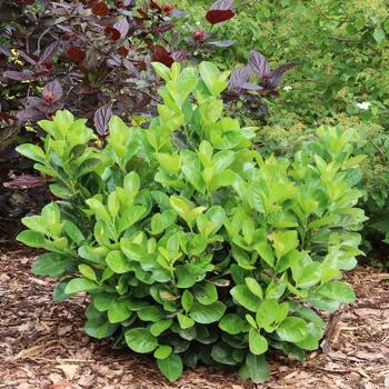 Prunus laurocerasus 'Jade Turtle®' (332106)