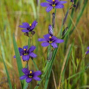 Sisyrinchium angustifolium