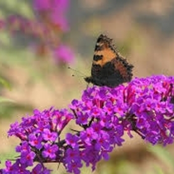 Buddleia davidii 'Attraction'