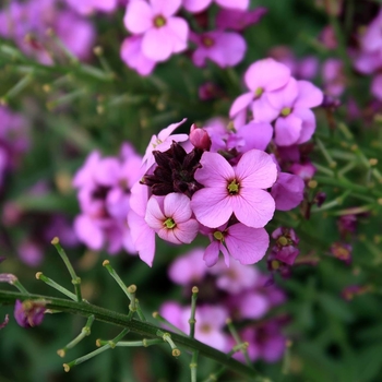 Erysimum linifolium 'Fire'