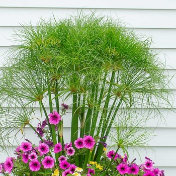 Cyperus papyrus