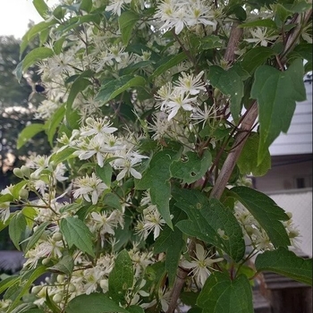 Clematis virginiana
