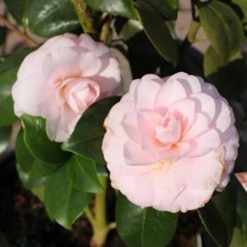 Camellia japonica 'Goggy'