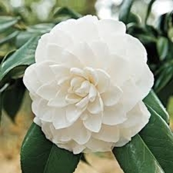 Camellia japonica 'Morning Glow' 