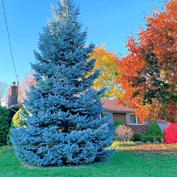 Picea pungens 'Bakeri'