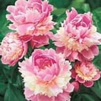 Paeonia