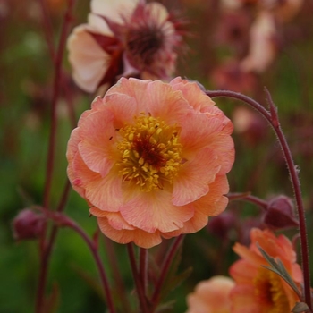 Geum 'Mai Tai' PP22433