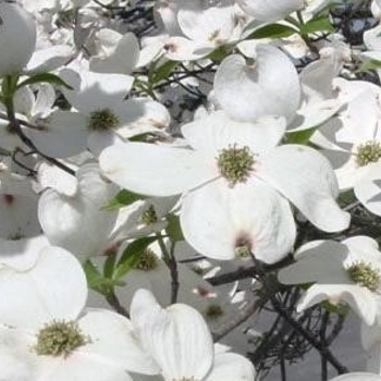 Cornus florida 'Super Princess' 