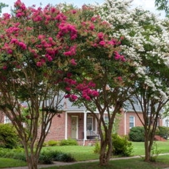 Lagerstroemia 