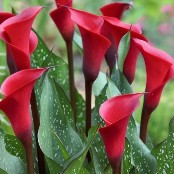 Zantedeschia