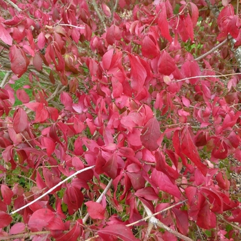 Euonymus americanus