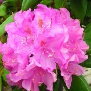 Rhododendron viscosum 'Pink Mist' 