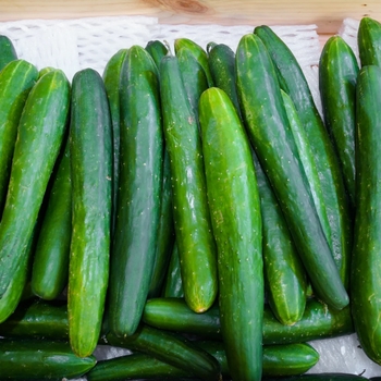 Cucumis sativus 'Burpless Supreme'