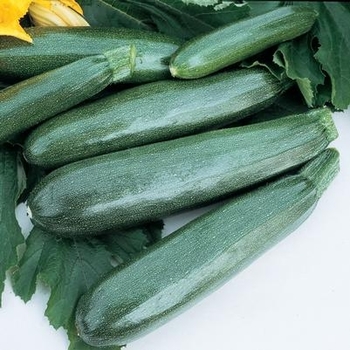 Cucurbita pepo 'Ball's Zucchini II' 