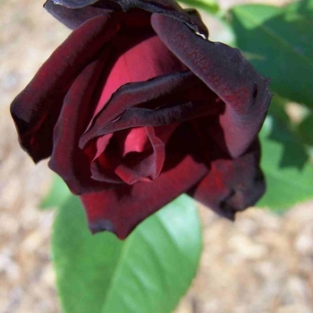 Rosa 'Ink Spots' 