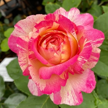 Rosa 'Marc Chagall&reg;' 