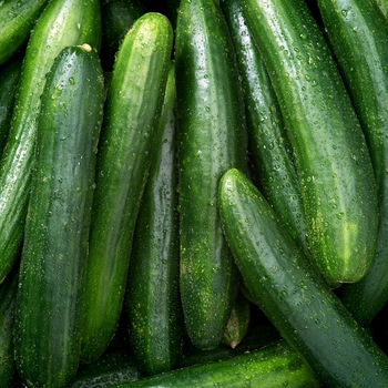 Cucumis sativus 'Marketmore'