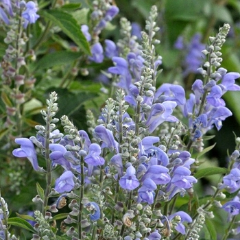 Scutellaria incana