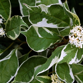 Cornus alba 'Elegantissima' 