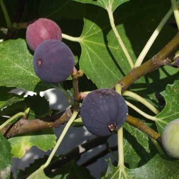 Ficus carica 'Chicago Hardy' 