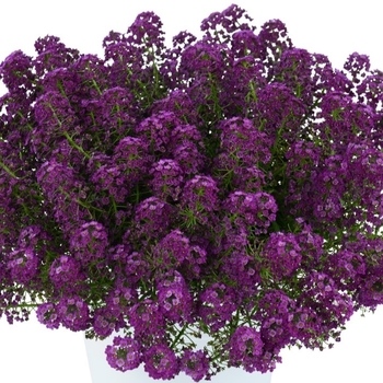 Lobularia 'Stream Compact Purple' 