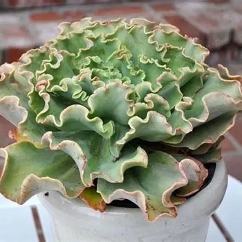 Echeveria gibbiflora