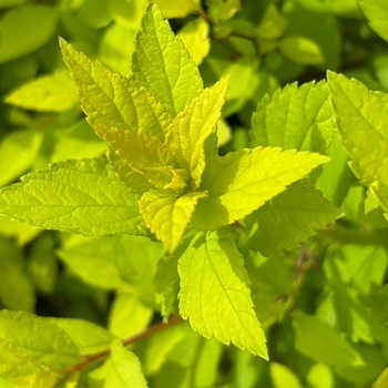 Spiraea x bumalda 'Lemon Princess' 