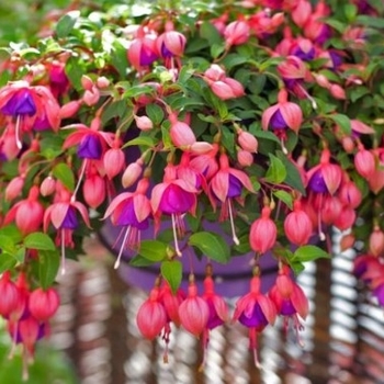 Fuchsia 